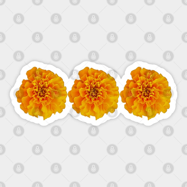 Three Orange Marigolds Floral Photo Sticker by ellenhenryart